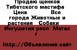 Продаю щенков Тибетского мастифа › Цена ­ 45 000 - Все города Животные и растения » Собаки   . Ингушетия респ.,Магас г.